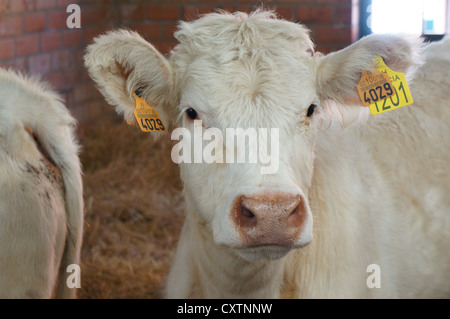 Vache blanche à l'élevage, foire exposition internationale à la recherche d'appareil photo, curieux à Zafra, Badajoz, Espagne Banque D'Images