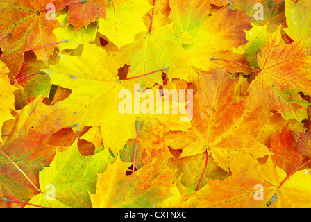 La texture d'une feuille d'érable en arrière-plan Banque D'Images