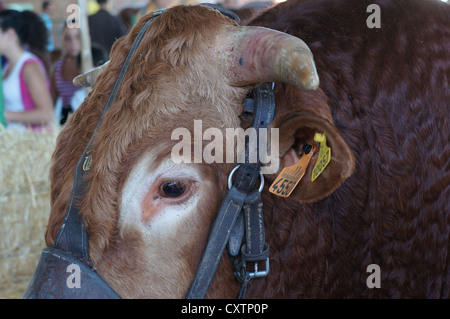 La Zafra (Feria Internacional de bovins Ganadera) juste à l'International Livestock juste à Zafra, Badajoz, Espagne Banque D'Images