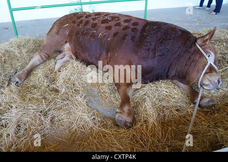 La Zafra (Feria Internacional de bovins Ganadera) juste à l'International Livestock juste à Zafra, Badajoz, Espagne Banque D'Images