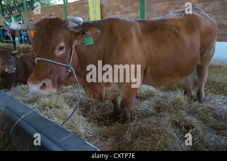 La Zafra (Feria Internacional de bovins Ganadera) juste à l'International Livestock juste à Zafra, Badajoz, Espagne Banque D'Images