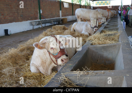 La Zafra (Feria Internacional de bovins Ganadera) juste à l'International Livestock juste à Zafra, Badajoz, Espagne Banque D'Images