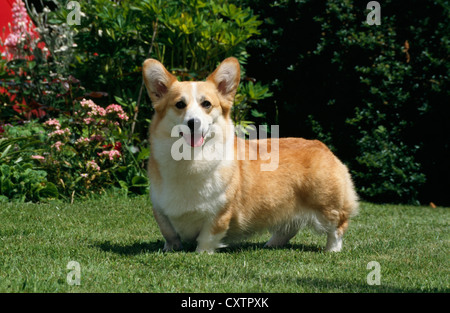 (Welsh Corgi Pembroke) sur pelouse / Irlande Banque D'Images