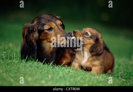 Teckels / Irlande Banque D'Images