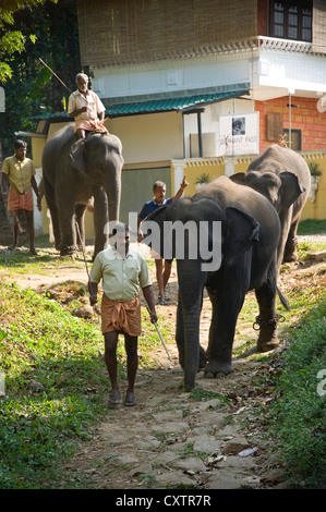 Vue verticale de jeunes éléphants d'Asie et leurs cornacs marcher le long d'un chemin vers la rivière Periyar à un sanctuaire dans le Kerala. Banque D'Images