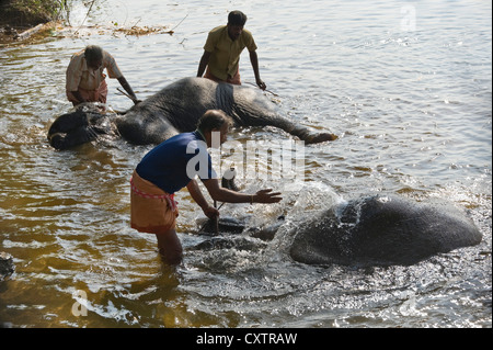 Vue horizontale de jeunes éléphants d'Asie d'être entraînés par leurs mahouts dans la rivière Periyar à un sanctuaire dans le Kerala. Banque D'Images