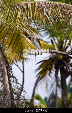 Close up vertical d'un crabier indien ou Paddybird, Ardeola grayii, en plumage nuptial perché dans un palmier. Banque D'Images