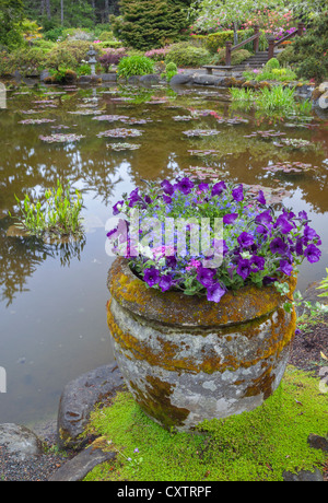 Shore Acres State Park, ou : pot de pétunias sur le bord de l'étang à la Simpson Estate jardin au printemps Banque D'Images