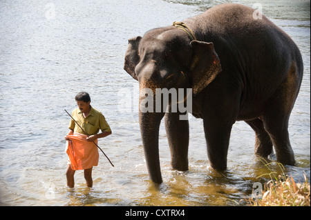 Vue horizontale d'un cornac avec sa jeune éléphant asiatique dans la rivière à un sanctuaire dans le Kerala. Banque D'Images