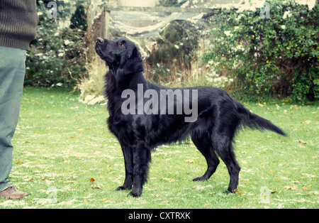 Vue latérale du Flatcoated Retriever magnifique à côté de personne Banque D'Images