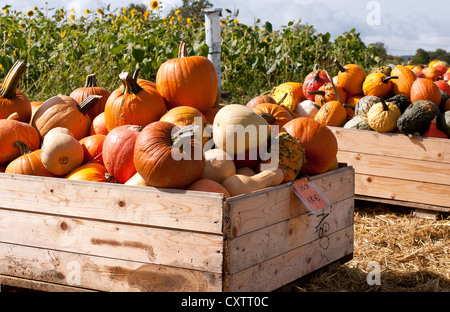 Citrouilles coloré dans les boîtes en bois de la préparation pour la vente Banque D'Images