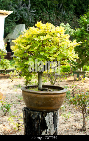 Bonsaï à feuilles caduques arbre en pot à vendre Banque D'Images