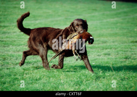 Belle Flatcoated Retriever avec faisan dans la bouche Banque D'Images