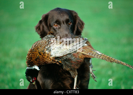 Belle Flatcoated Retriever avec faisan dans la bouche Banque D'Images