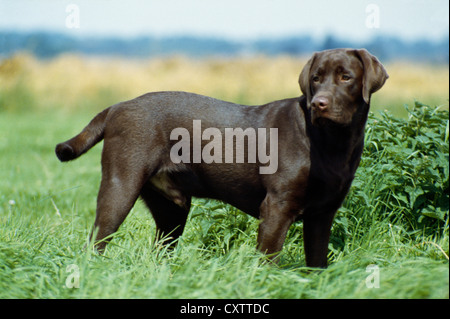Vue latérale du beau labrador retriever Banque D'Images