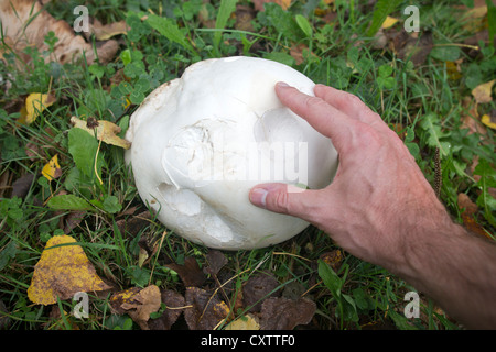 Une vesse-de-géant (Langermannia gigantea) poussant dans un champ (France). Vesse-de-loup main dans une prairie (France). Banque D'Images