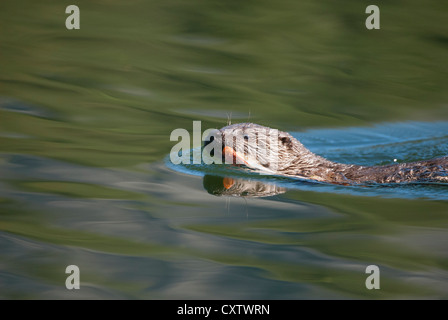Une loutre de rivière pup nage avec une truite dans sa bouche - Lontra canadensis - Rocheuses du Nord Banque D'Images