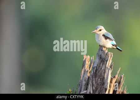 Woodland Kingfisher Kingfisher - Sénégal (Halcyon senegalensis) perché sur un morceau de bois le Masai Mara au Kenya - Afrique de l'Est Banque D'Images