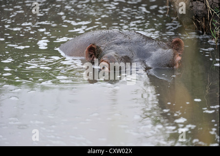 - Hippopotame Hippopotame (Hippopotamus amphibius) reposant dans un étang à Masai Mara, Kenya - Afrique de l'Est Banque D'Images