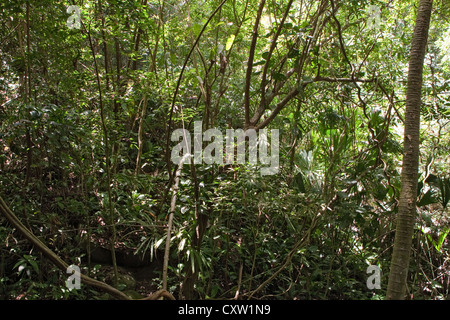 Forêt tropicale, parc national de Tayrona, Colombie Banque D'Images