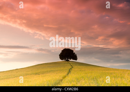 Douce soirée couleurs de Toscane avec ciel nuageux sur un arbre isolé sur une colline Banque D'Images