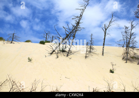 Déplacement des dunes du Parc National Slowinski en Pologne. La forêt morte. Banque D'Images