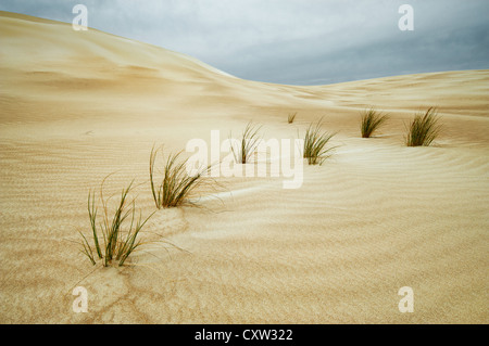 Dunes de sable de Gunyah dans le parc national de Coffin Bay. Banque D'Images