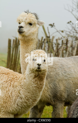 Alpacas mère et enfant mignonne photo de famille Banque D'Images