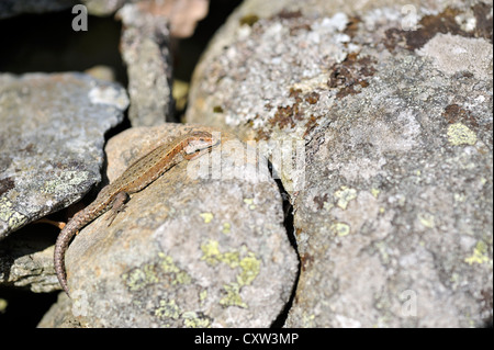 Lézard commun (Lacerta vivipara) aussi connu comme le lézard vivipare Banque D'Images