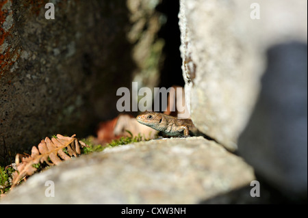 Lézard commun (Lacerta vivipara) aussi connu comme le lézard vivipare Banque D'Images