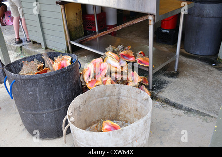 Conque de coquilles de mollusques dans les seaux dans un restaurant local, Freeport, Bahamas Banque D'Images