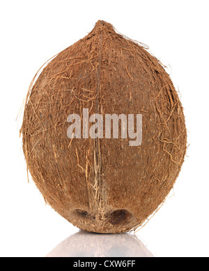Coconut isolé sur fond blanc Banque D'Images