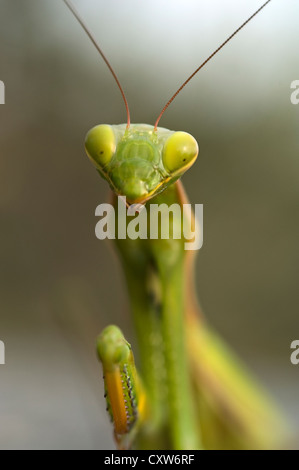 Praying mantis looking at camera Banque D'Images