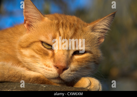 Portrait d'un chat de gingembre somnoler Banque D'Images