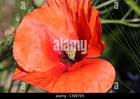 Coquelicot, fleur, Orto Botanico di Brera, Jardin botanique de Brera, Milan, fleur, fleurs, macro, ensoleillé, lumineux, photoarkive Banque D'Images