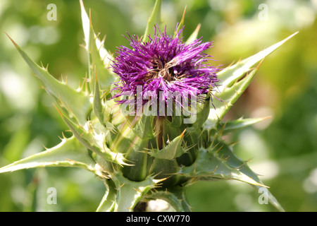 Fleur, Orto Botanico di Brera, Jardin botanique de Brera, Milan, fleur, fleurs, macro, ensoleillé, lumineux, photoarkive Banque D'Images