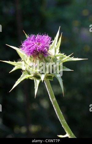 Fleur, Orto Botanico di Brera, Jardin botanique de Brera, Milan, fleur, fleurs, macro, ensoleillé, lumineux, photoarkive Banque D'Images