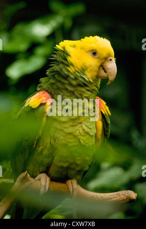 Amazone à tête jaune (Amazona oratrix) en voie de disparition, le Belize en captivité Banque D'Images