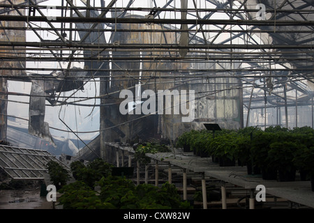 Un feu de structure et les plants endommagés dans une serre Banque D'Images