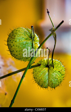 Les billes de l'évêque ou de l'usine Usine Swan ou ballon géant ou GompGomphocarpus Asclépaide Swan Physocarpus et physocarpu Asclepias Banque D'Images