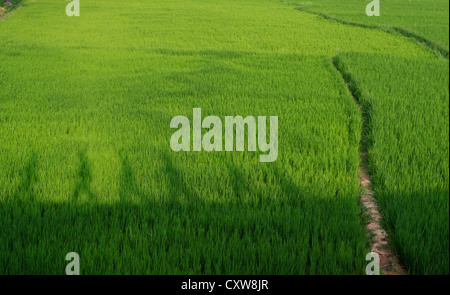 Ombres de garçons indiens sur une rizière plantée dans la campagne indienne. L'Andhra Pradesh, Inde Banque D'Images