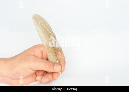 L'écriture avec un morceau de plume d'oiseau sur un fond blanc Banque D'Images