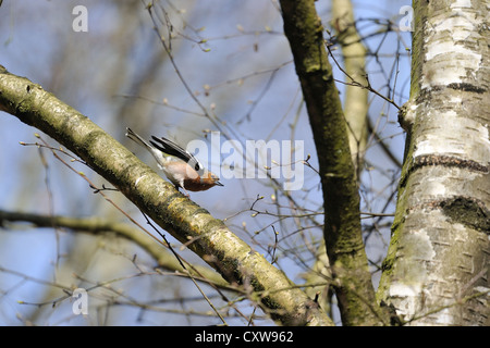 Chaffinch commun européen - Fringilla coelebs chaffinch (mâle) sur les ailes battantes un birch à Louvain-La-Neuve - Belgique Banque D'Images