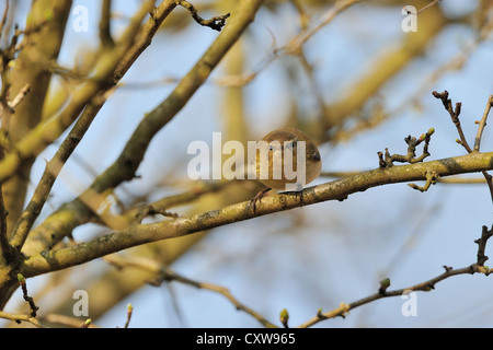 Eurasienne - « récent - Nord (Phylloscopus collybita) perché sur une branche au printemps Banque D'Images