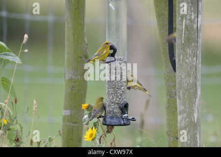 Verdier d'Europe (Carduelis chloris Chloris chloris) - troupeau d'oiseaux de manger les graines à un oiseau-bac d'été Banque D'Images