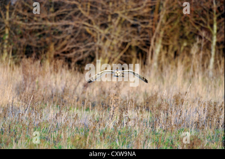 Le hibou des marais (Aseo flammeus), volant à l'état sauvage Banque D'Images