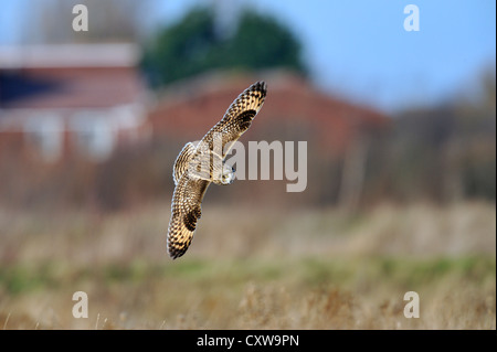 Le hibou des marais (Aseo flammeus), volant à l'état sauvage Banque D'Images