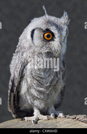 Face blanc Owl Scops (ptilopsis leucotis naissante) Banque D'Images