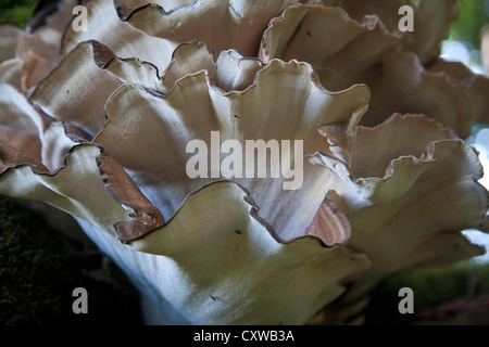 Champignon Polypore géant (Meripilus giganteus) Banque D'Images