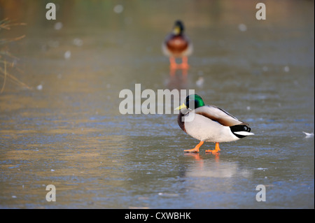 Mallard (anus platyrhynchos) Banque D'Images